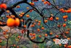 梦见偷柿子(图文)