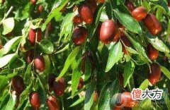 梦到吃枣(图文)