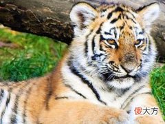 2022年犯太岁的有几个,虎蛇猴必占其中