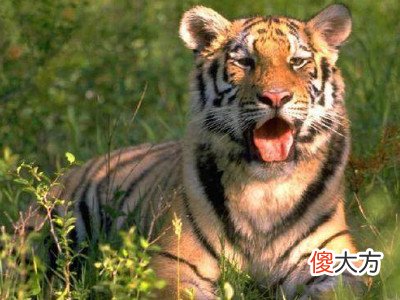 2022年属虎本命年运势好不好,虎年本命年运气很差吗