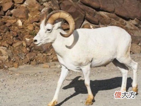 属羊人2022年爱情运如何及幸运颜色是什么