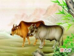 属牛的今年多大,2022年属牛的几岁