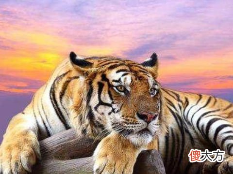 2022年犯太岁生肖会发生的麻烦,克制自己才能避免麻烦