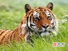 2022年属虎本命年要注意什么,虎年本命年要佩戴什么饰品好转运
