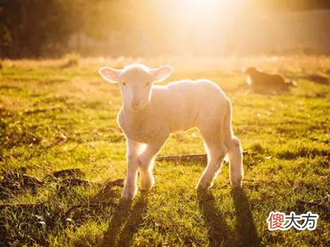 苏民峰属羊2022年运势及运程