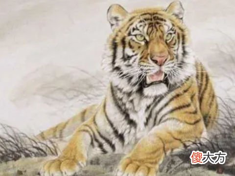 2022年属虎本命年参加白事吗?虎年本命年奔丧会怎样