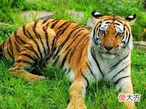 2022年犯太岁的四个属相,2022年虎年犯太岁属相
