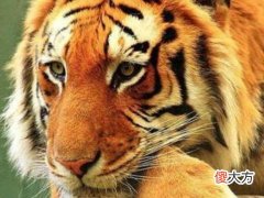 2022年犯太岁的生肖,除了属虎人还有哪些属相