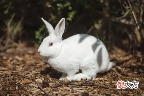 34岁属兔今年财运咋样 事业上会有很大的进步