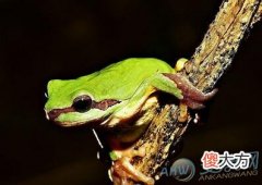 梦见蛙叫声(图文)