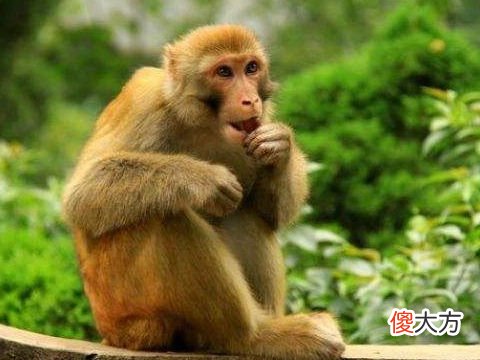 属猴的今年多大,2022年属猴的几岁