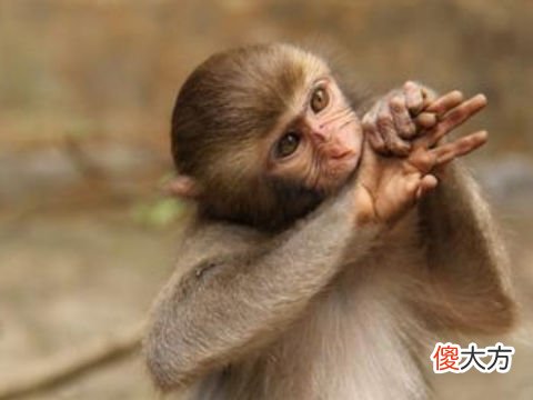 2022年属猴冲太岁事业化解办法
