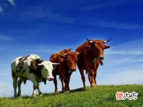 属牛人2022年事业官运和财运运势详细点评