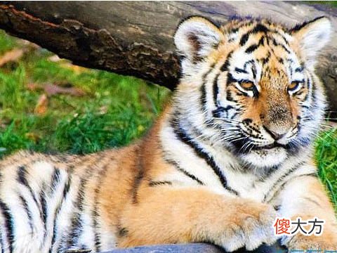 2022年属虎本命年戴什么转运