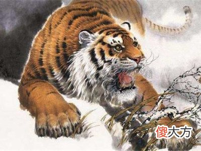1986属虎2022年运势,1986年属虎2022年本命年好吗