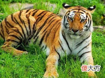 2022年犯太岁的4大生肖以及化解太岁的方法