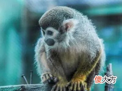 1968年属猴2022年冲太岁要佩戴什么,68年54岁生肖猴犯太岁怎么化解