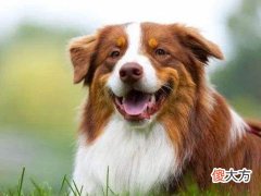 属狗人2022年爱情运如何及幸运颜色是什么