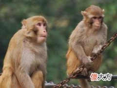 1992年属猴2022年冲太岁要注意什么,92年30岁生肖猴逢虎年运势如何