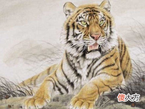 1986年36岁本命年很可怕么?86年属虎人2022年运势
