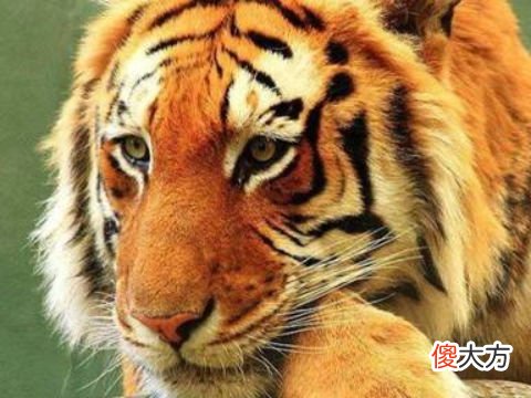 1974年属虎本命年要注意什么,74年48岁2022年本命年佩戴什么好