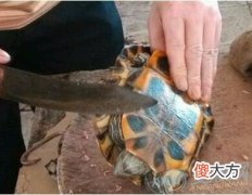 解读梦见屠宰的含义 注意做梦者的特点(图文)
