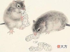 属鼠人2022年爱情运如何及幸运颜色是什么