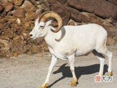属羊人2022年事业官运和财运运势详细点评