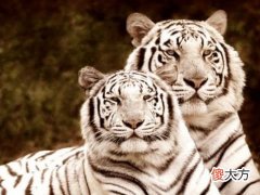 2022年属虎本命年运势怎么样,虎年本命年很倒霉怎么化解