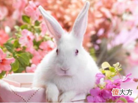 属兔人2022年运势如何,属兔人2022年运势详解
