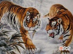 2022年属虎本命年的禁忌有哪些,虎年本命年忌讳什么事情