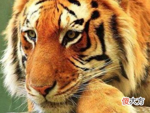 2022年犯太岁的属相有几个,冲刑破太岁的生肖运势