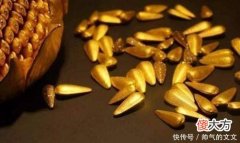 【爱历史】清朝皇帝经常用金瓜子打赏，这东西什么来路有多珍贵