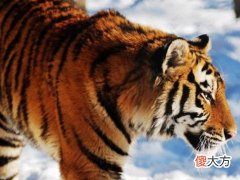 1998年属虎2022本命年结婚可以吗?98年24岁虎年本命年结婚忌讳什么