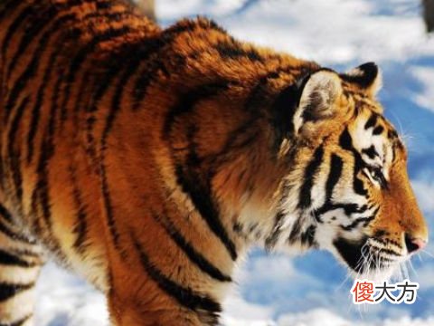 1998年属虎2022本命年结婚可以吗?98年24岁虎年本命年结婚忌讳什么