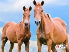 宋韶光属马的人2022年运程
