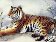 2022年属虎本命年的大忌,虎年本命年有哪些禁忌