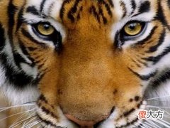 2022年属什么的犯太岁,2022年什么人犯太岁