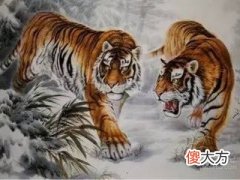 1998年虎女2022年财运好吗?24岁属虎女2022年本命年的运气