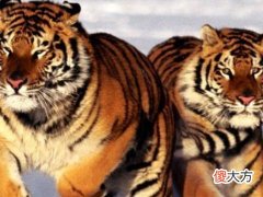 2022年虎年犯太岁的四个属相是哪些?你上榜了吗