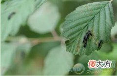 梦见吃蛆有着怎样的象征含义？(图文)