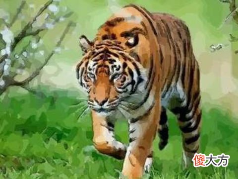 2022年属虎本命年要注意哪些方面,虎年本命年有什么讲究