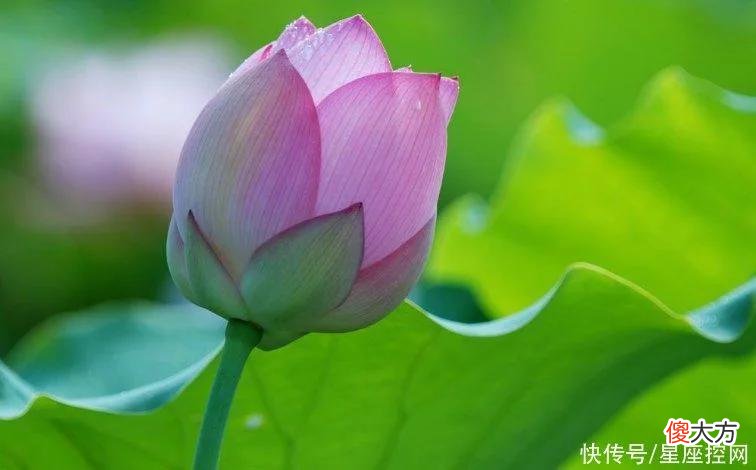 【星座控】生肖牛要想幸福，找这3个生肖结婚准没错，婚姻和美，钱财增多