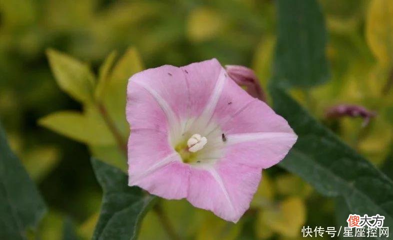 【星座控】生肖牛要想幸福，找这3个生肖结婚准没错，婚姻和美，钱财增多