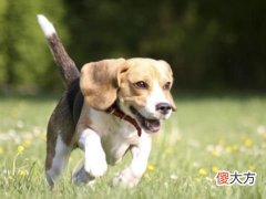 属狗人2022年运势及破解方法