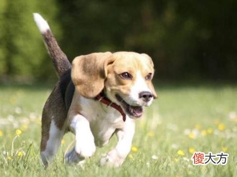 属狗人2022年运势及破解方法