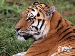 2022年属虎的女性本命年佩戴什么好,虎年运势要注意什么