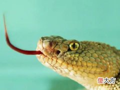 宋韶光属蛇的人2022年运程