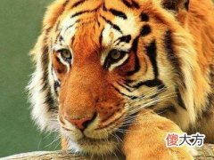 2022年生肖虎本命年化解方式