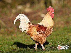属鸡的今年多大,2022年属鸡的几岁
